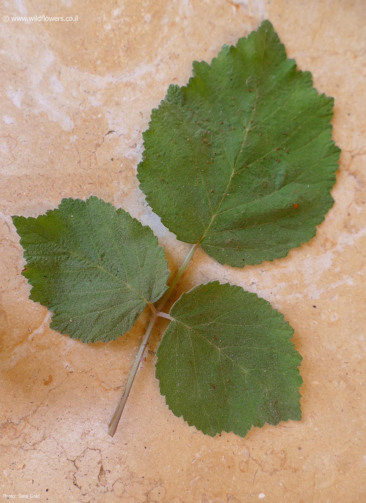 Rubus  sanguineus